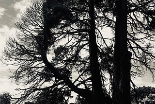 Black and white photo of a magnificent, old pine tree.