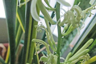 Seldom Seen Snakeplant Flower