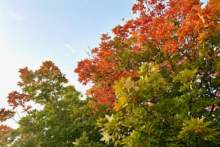 September Days When Summer and Fall Collide