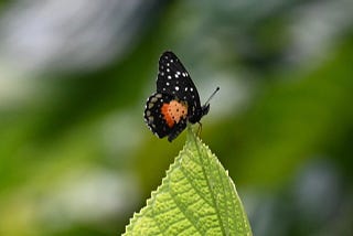 Black and orange butterfly with white spots on green leaf.