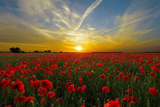 Poppies in Flanders fields with the sun setting in the background