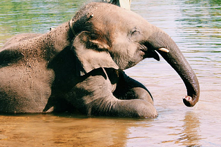 Picture of Baby Elephant resting in river