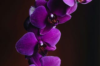 Orchid