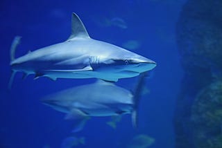 4 Tips for Swimming with Sharks: Successfully Navigate the Post COVID-19 Ecommerce Landscape —…