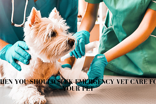 When You Should Seek Emergency Vet Care for Your Pet