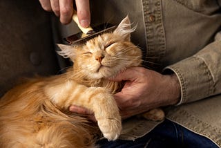 Ultimate Cat Grooming Essentials Guide: Top Tools & Techniques