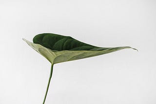 Sarah Dorweiler — green leaf