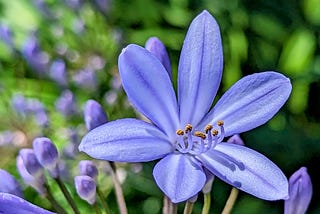 Flowers as a Gateway to Happiness, Connection, and Awe … Oh my!