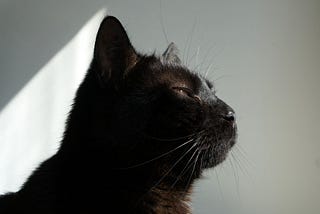9 things my cat taught me