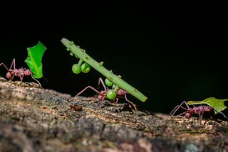 Lessons from the Ant for Overcoming Laziness