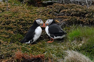 Puffins and a Doomed Romance