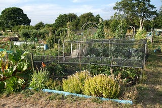 Leatherhead residents organise to save historical allotments