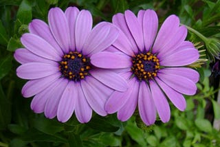 photo of two purple flowers with overlapping, intertwined petals.