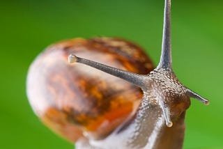 Boy Meets Snail