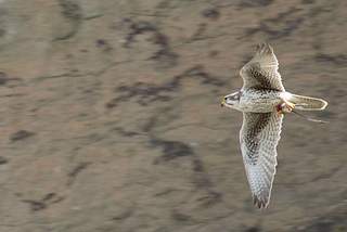 Silent Confrontations in Klamath Basin