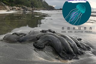 Publishing Citizen Science Data: lessons from the Hong Kong Jellyfish Project