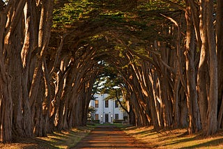 Cypress Tree Avenue