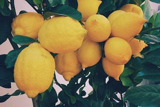 A bunch of lemons hanging from a tree