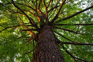 Death Under a Gingko