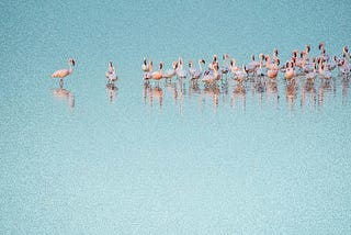 Flamingos in the distance in a blue ocean