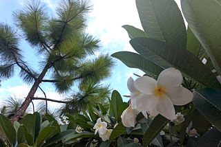 Perfume of Frangipani, Christmas Trees on the National Mall
