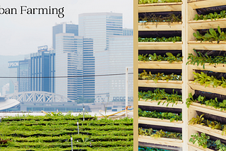 Urban Farming: The Future of Food Security