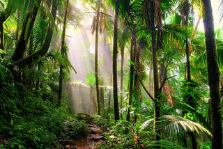 The Tree , Climber and Weeds