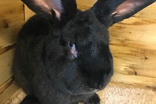 BREAKING: Black Rabbit at Center of United Controversy had History of Carrot Abuse