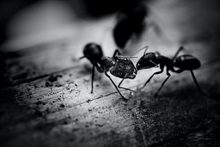 Les formigues