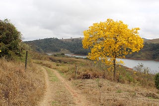 O aroma das árvores: cinco práticas