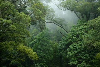 I took psilocybin alone in a rainforest this past weekend…