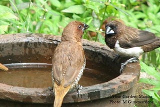 Scaly Breasted Munia (Wee Kurulla)