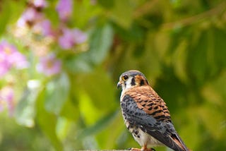 Feathered Pride, Nature’s Poetry