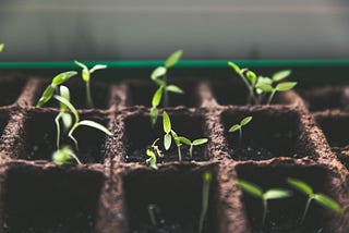 Seedlings for spring