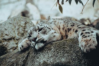 A black and white snow leopard, stretched out on a rock at the zoo