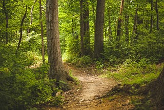 Understand Addiction by Taking a Walk in the Woods