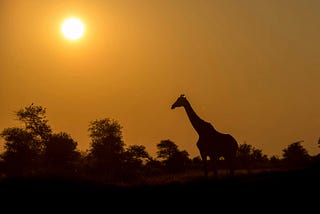 Steps to book Your Tanzania Safari