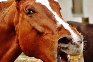 Horse-head leaning over fence with an apparent smile on face.