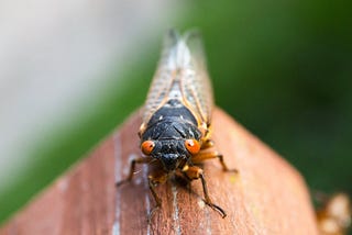 A close up of a cicada with red eyes