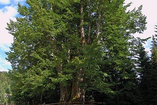 Najevska lipa, Slovenia’s oldest linden tree, believed to be planted in 1222. <br/>Photo: Tourism Association of Slovenia