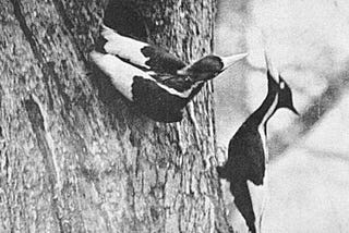 If these birds avoided cameras for 50 years, so could the UFOs.