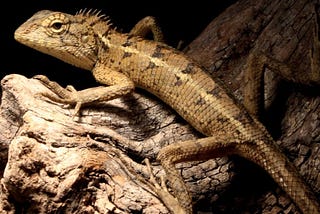 Newly Discovered Reptile Species: Calotes wangi