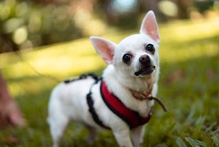 Pet Preparedness: Building an Emergency Kit