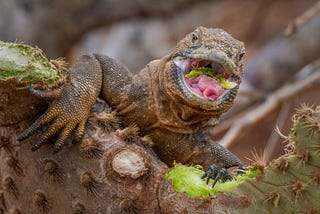 Marko Dimitrijevic references some great Wildlife Photography Techniques