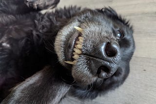 Labrador retriever doing a submissive smile with teeth showing