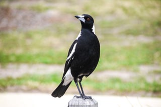 An Australian magpie perched on a wooden post.