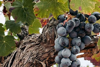The Fruit Doesn’t Belong to the Branch | #MyFridayStory №441