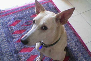 Anxious-looking sandy color desert dog sitting on red Persian carpet looking up at camera