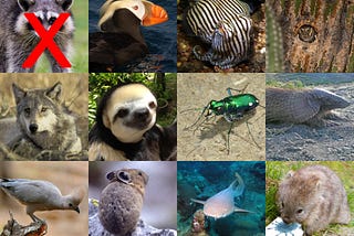 Photos of 11 animal nominees, plus a raccoon whose face is crossed out. Photos are repeated individually below.