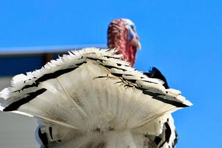 Thanksgiving Turkey Farm-to-Table